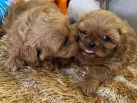 Wc eğitimli aşılı karneli maltipoo yavrularımız
