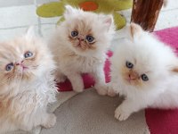 İran persian yavru