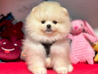 Sevimli Pomeranian Boo Yavrularımız