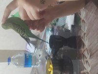 Erkek spangle muhabbet kuşu yavru