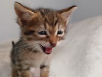 Tekir cinsi erkek 1 aylık yavrular