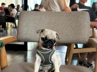 3 aylık saf kan teacup pug