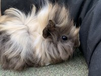 Yavru Guinea Pig