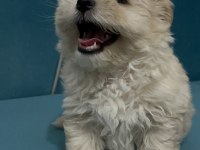 Böyle Güzel Maltipoo Yavrum Olsun İstiyorsan Ulaşabilirsin