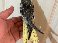 40 GÜNLÜK EL BESLEME BEBEK SULTAN PAPAĞANI