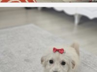 Sevimli Yavru Köpeğe Acil Ev Arıyoruz