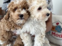 Petmode köpek çiftliğinden maltipoo yavrularımız