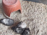 Gonzales hamster yavruları