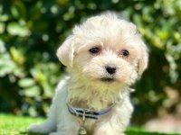 SEVİMLİ MALTESE TERRİER