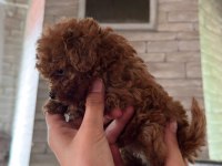 TOY POODLE YAVRULARIMIZ