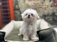 Kore kan teacup erkek maltese terrier yavrumuz