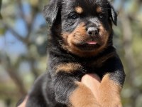 Harika Anatomi Rottweiler Yavrular