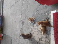 Kedi üç aylık