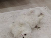 pamuk gibi scottish fold