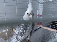 İki Takım Sultan Papağanı