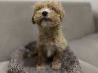 Maltipoo erkek bebeğim