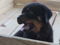 HAYALİNİZDEKİ ROTTWEILER YAVRUSU SİZİ BEKLİYOR