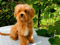 TOPLU 4 ADET ERKEK MALTİPOO