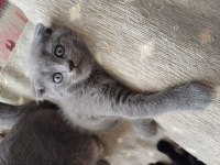 Yavru shorthair sahiplendirilecek