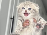 Aaa+ Kalite Scottish Fold Yavruları
