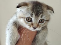 Erkek scottish fold