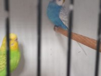 DAMIZLIK MUHABBET KUŞLARI