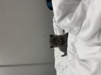 2 aylık british shorthair