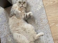 Ücretsiz ev kedisi
