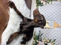 Operasyonlu asil doberman kanlar