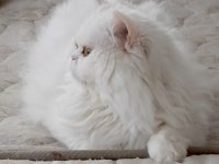 Chinchilla kediler