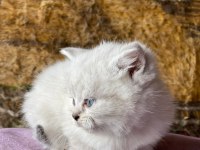 FULL ORJİNAL LYNX POİNT BRİTİSH SHORTHAİR