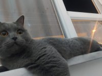 British shorthair uyumlu kedimiz