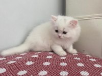 BEYAZ CHINCHILLA YAVRULARI