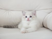Full şecereli ragdoll yavruları