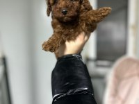 Kore kan red brown toy poodle