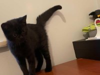 Oyuncu sevecen 3 aylık yavru british shorthair