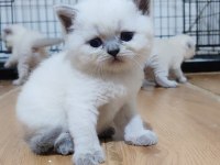 Safkan British Shorthair Bebeklerim Hazır