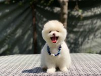 Pomeranian boo yavrular