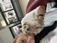 Maltipoo Yavrularım Sağlık Ve Irk Garantilidir
