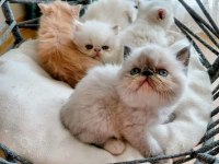 Safkan tertemiz kan taşıyan exotic shorthair yavrular