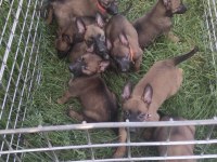Şecereli belçika malinois yavruları