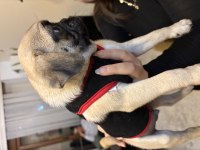 Son kalan erkek yavru pug