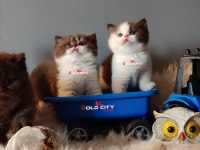 Kralın dönüşü safkan british teddy