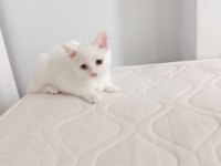 Van Kedisi Yavrusu 3 Aylık Erkek
