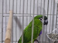 MÜKEMMEL YAVRU CÜCE MACAW ALIŞMIŞ