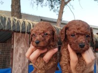 Toy poodle yavrular bir birinden güzel tatlılar