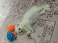 2.5 aylık scottish fold longhair