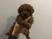 TOY POODLE ERKEK