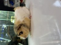 GİNEPİG YAVRUSU CİTYPETSHOP