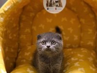 SCOTTISH FOLD BLUE POİNT YAVRULARIM 